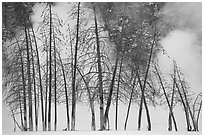 Bare trees and steam in winter. Yellowstone National Park, Wyoming, USA. (black and white)