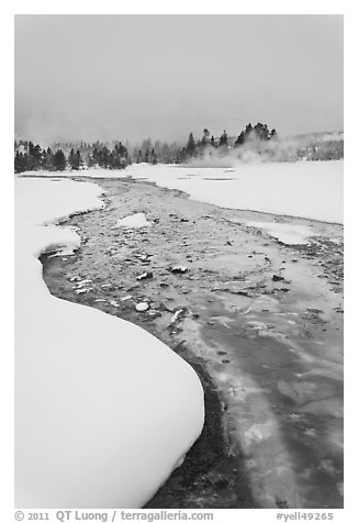 Thermal run-off stream contrasts with snowy landscape. Yellowstone National Park, Wyoming, USA.