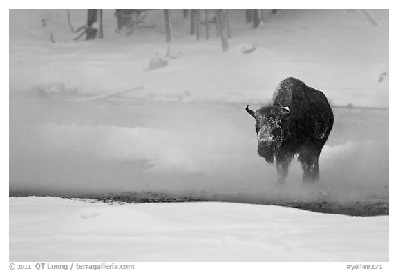 Bison crossing Firehole River in winter. Yellowstone National Park, Wyoming, USA.