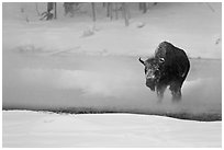 Bison crossing Firehole River in winter. Yellowstone National Park, Wyoming, USA. (black and white)