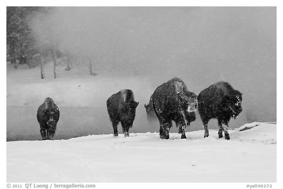 Group of buffaloes crossing river in winter. Yellowstone National Park, Wyoming, USA.