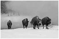 Group of buffaloes crossing river in winter. Yellowstone National Park ( black and white)