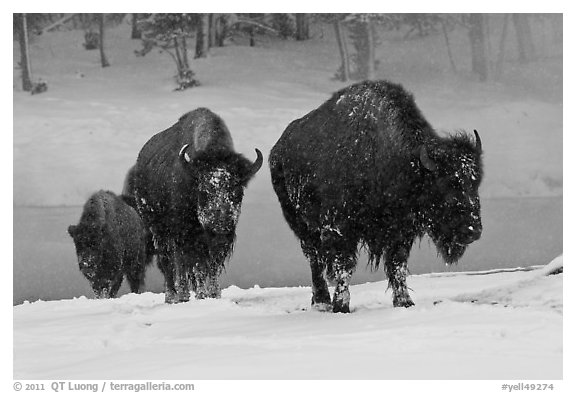 Bisons with snowy faces. Yellowstone National Park (black and white)