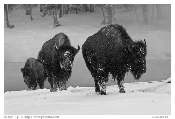 Bisons with snowy faces. Yellowstone National Park, Wyoming, USA.