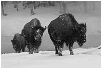 Bisons with snowy faces. Yellowstone National Park, Wyoming, USA. (black and white)