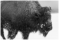Close view of american buffalo in winter. Yellowstone National Park, Wyoming, USA. (black and white)