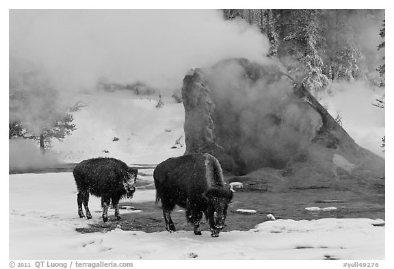 Bisons and geyser cone, winter. Yellowstone National Park, Wyoming, USA.