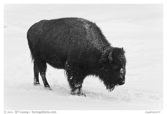 American bison in winter. Yellowstone National Park (black and white)