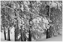 Snow-covered branches. Yellowstone National Park ( black and white)