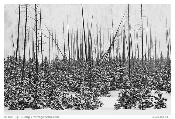 Sapplings and burned trees in winter. Yellowstone National Park, Wyoming, USA.