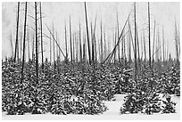 Sapplings and burned trees in winter. Yellowstone National Park, Wyoming, USA. (black and white)
