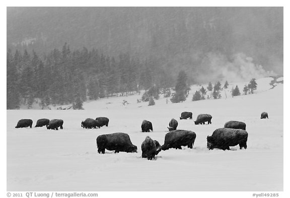 Herd of buffaloes during snow storm. Yellowstone National Park, Wyoming, USA.