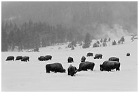 Herd of buffaloes during snow storm. Yellowstone National Park ( black and white)