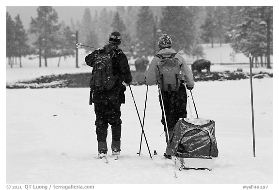 Skiers and bisons. Yellowstone National Park (black and white)