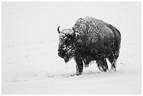 Snow-covered bison walking. Yellowstone National Park ( black and white)