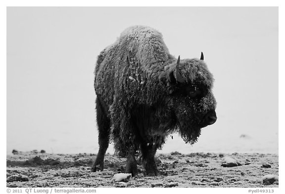Snow-covered buffalo standing on warmer ground. Yellowstone National Park (black and white)