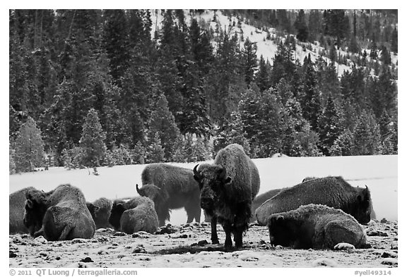 Bison herd on a warmer patch in winter. Yellowstone National Park, Wyoming, USA.