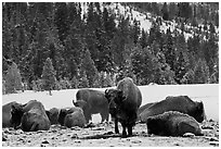 Bison herd on a warmer patch in winter. Yellowstone National Park, Wyoming, USA. (black and white)