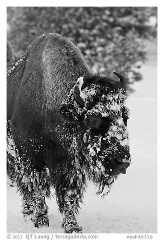 American bison with snow sticking on face. Yellowstone National Park, Wyoming, USA.