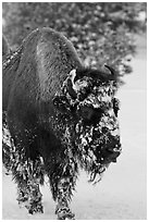 American bison with snow sticking on face. Yellowstone National Park, Wyoming, USA. (black and white)