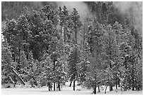 Wintry forest and steam. Yellowstone National Park, Wyoming, USA. (black and white)