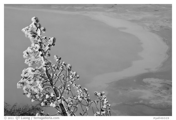 Frosted tree and thermal pool. Yellowstone National Park, Wyoming, USA.