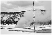 Tree skeleton and thermal steam, Biscuit Basin. Yellowstone National Park, Wyoming, USA. (black and white)