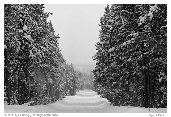 Snow-covered road. Yellowstone National Park (black and white)
