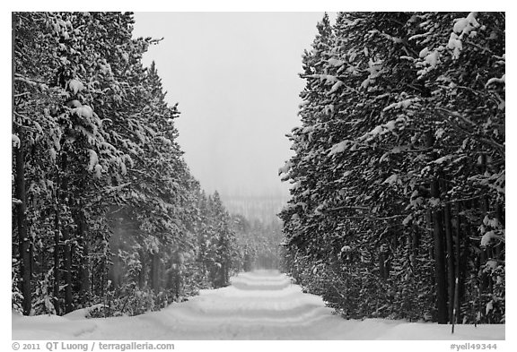 Snow-covered road. Yellowstone National Park, Wyoming, USA.