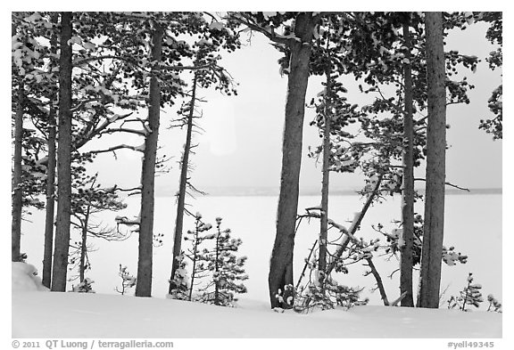 Trees on edge of Lewis Lake in winter. Yellowstone National Park (black and white)