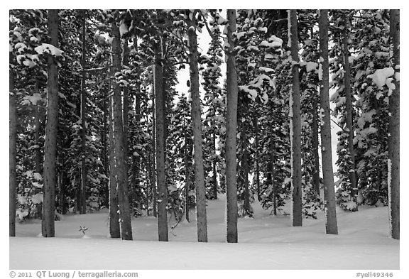 Pine forest in winter. Yellowstone National Park (black and white)