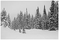 Snowmobiling on snowy day. Yellowstone National Park, Wyoming, USA. (black and white)