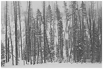 Forest in snow storm. Yellowstone National Park ( black and white)