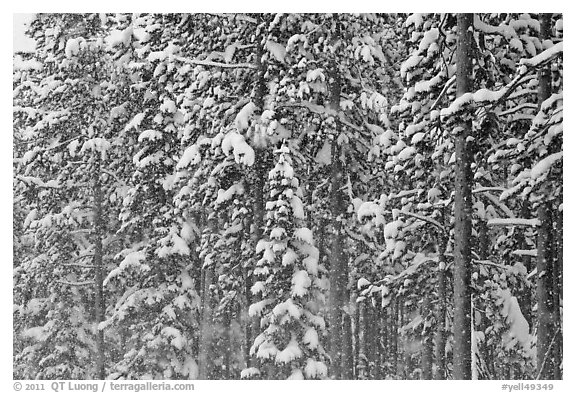 Forest with snow falling. Yellowstone National Park (black and white)