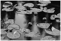 Water lillies in bloom, Isa Lake. Yellowstone National Park ( black and white)