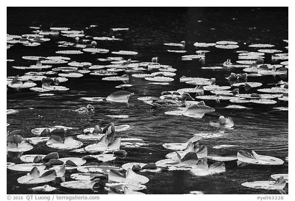 Duck and duckling amongst aquatic plants, Isa Lake. Yellowstone National Park (black and white)