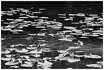 Duck and duckling amongst aquatic plants, Isa Lake. Yellowstone National Park ( black and white)