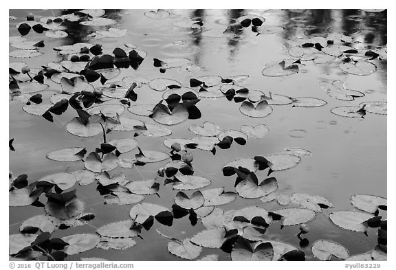 Water lillies and raindrops, Isa Lake. Yellowstone National Park (black and white)