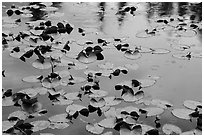 Water lillies and raindrops, Isa Lake. Yellowstone National Park ( black and white)