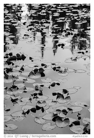 Water lillies, raindrops, and reflections, Isa Lake. Yellowstone National Park (black and white)