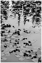 Water lillies, raindrops, and reflections, Isa Lake. Yellowstone National Park ( black and white)