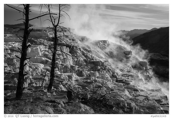Canary Springs, morning. Yellowstone National Park (black and white)