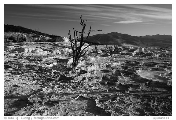 Dead trees and Main Terrace, Mammoth Hot Springs. Yellowstone National Park (black and white)
