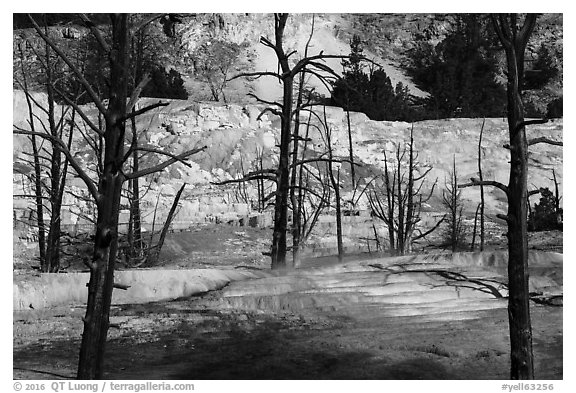 Angel Terrace, Mammoth Hot Springs. Yellowstone National Park (black and white)