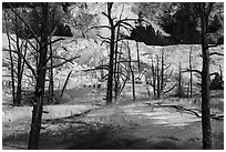 Angel Terrace, Mammoth Hot Springs. Yellowstone National Park ( black and white)