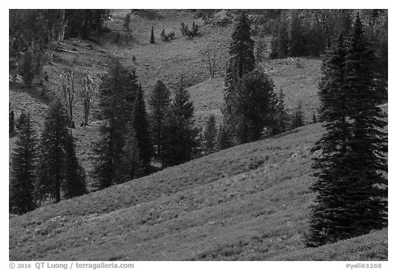 Slopes with wildflowers and conifers, Dunraven Pass. Yellowstone National Park (black and white)