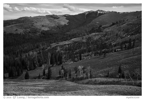 Mount Washburn. Yellowstone National Park (black and white)