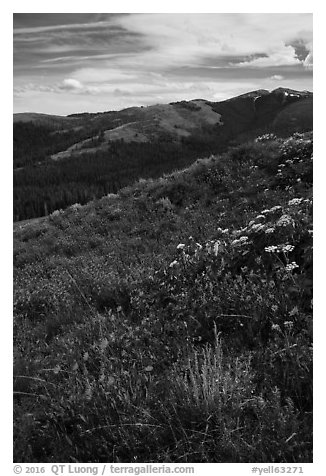 Summer wildflowers and Mount Washburn. Yellowstone National Park (black and white)