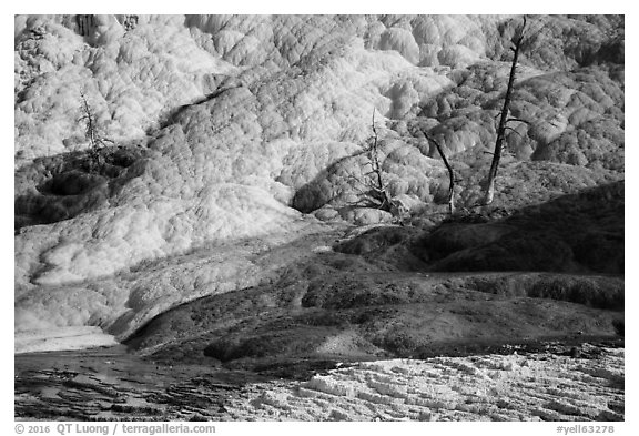 Dead trees and travertine, Palette Spring. Yellowstone National Park (black and white)