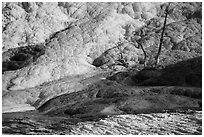 Dead trees and travertine, Palette Spring. Yellowstone National Park ( black and white)